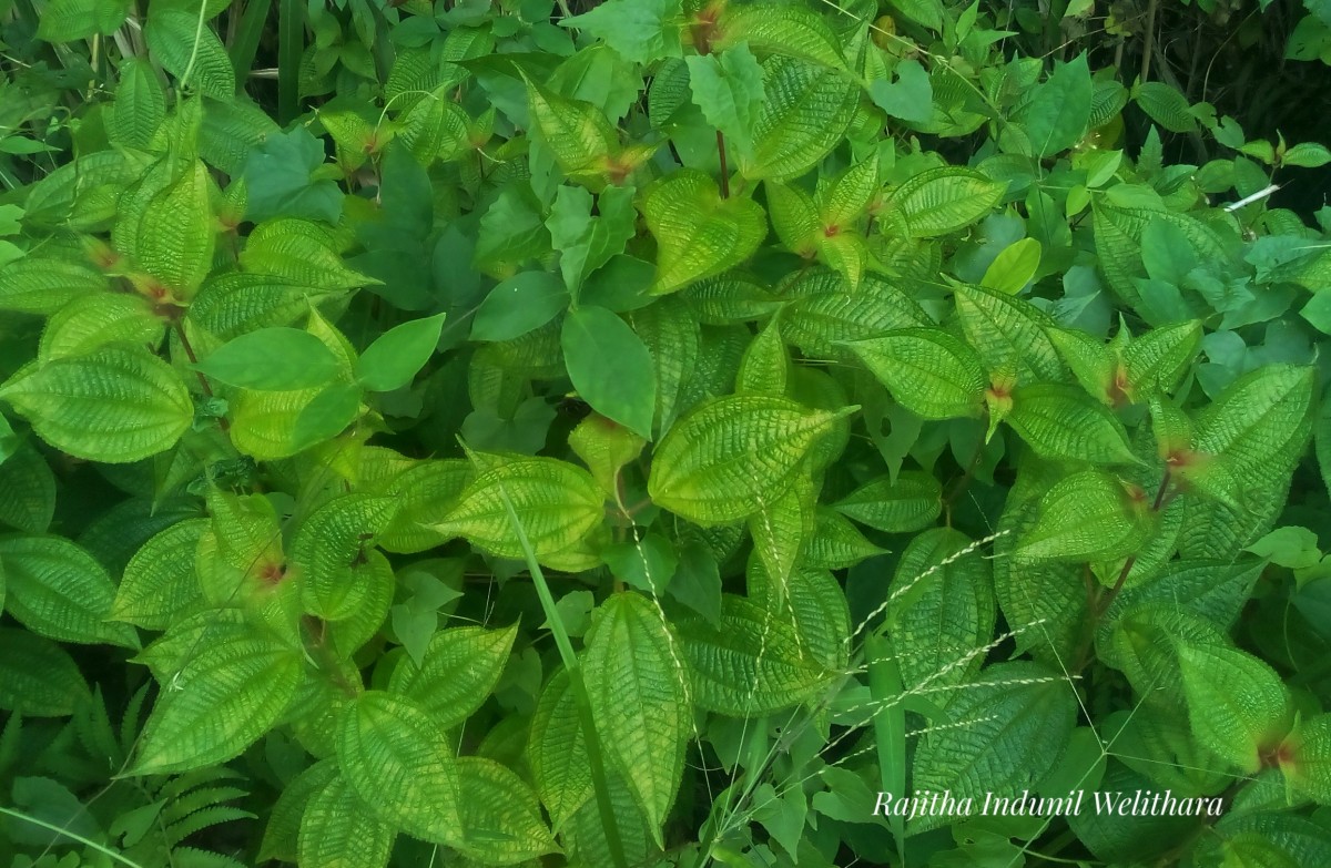 Miconia crenata (Vahl) Michelang.